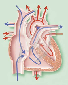 diastolický tlak v levé komoře