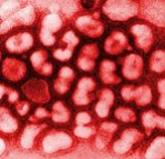 Virus A gripe